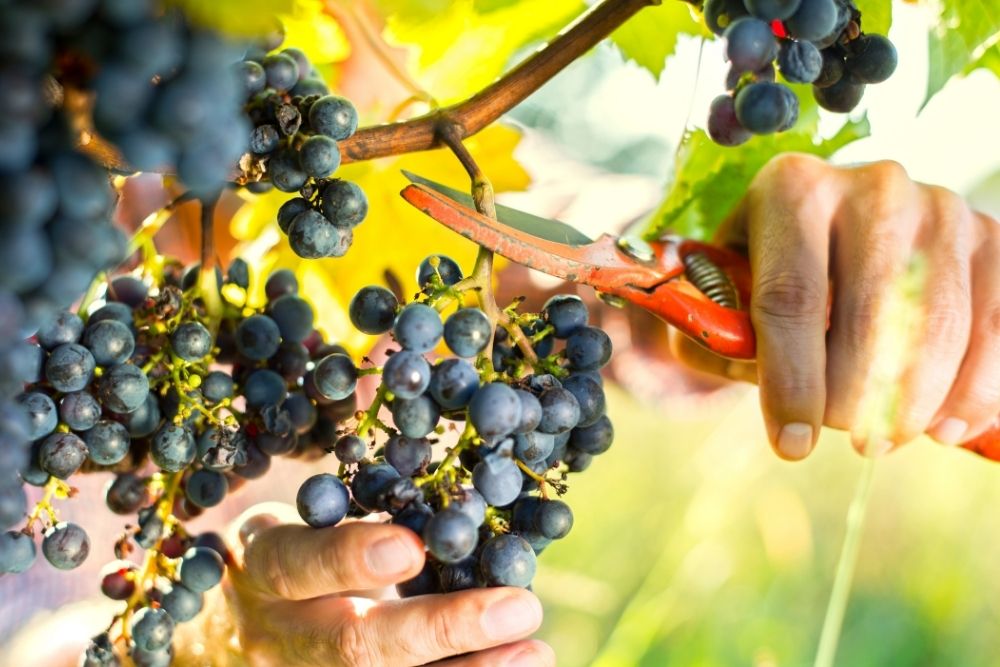 Weinlese: Wann und wie wird geerntet? | GEFAKO | GEFAKO GmbH & Co. KG